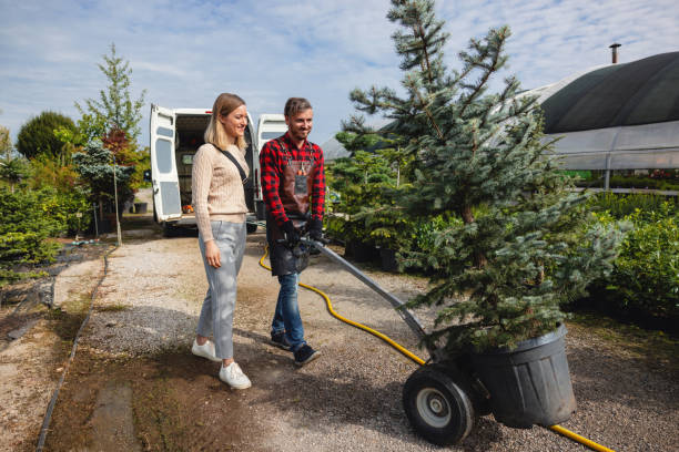 The Steps Involved in Our Tree Care Process in Yates Center, KS